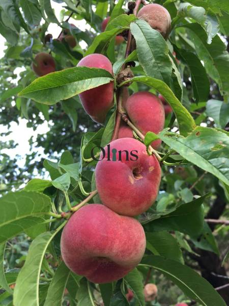 WhatsApp Image 2026-04-07 at 12.31.24 (1).jpeg